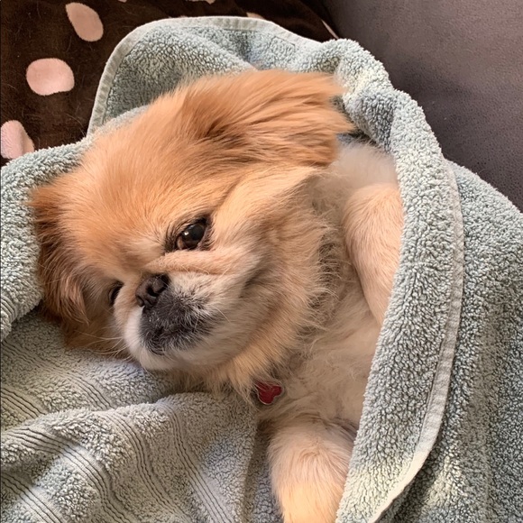 🌻PoshUrStyle Ambassador🌻 - Picture 1 of 2